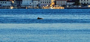 Prekrasna igra dupina u Pašmanskom kanalu zagrijat će vam srce