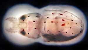 Ovako izgledaju male lignje kad dođu na svijet!