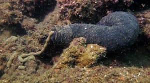 Obični trp (Holothuria tubulosa)