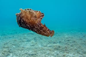 VIDEO Morski zekan - Čuvar okoliša