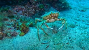 VIDEO Šest sati podvodnog svijeta Jadranskog mora