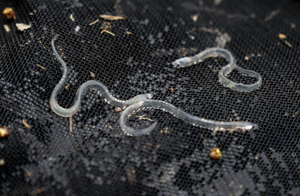 OGRANIČAVANJE IZLOVA Ovo je novi europski plan za očuvanje i oporavak ugrožene jegulje