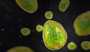 Nijemci i Englezi dižu uzbunu: "Zarazili smo se parazitom u istarskim kampovima!"