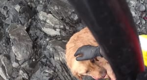 Obalna straža spašava psa koji je pao s 90 metara visoke litice