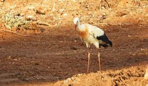 Nesvakidašnja pojava - U južnu Istru došla prezimiti bijela roda