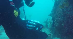 Rastu u takozvanoj 'zoni sumraka' u dubinama oceana a mogle bi biti ključne u otkrivanju novih lijekova sličnih penicilinu