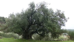 Najstarija maslina s otoka Raba daje plodove i nakon gotovo 13 stoljeća