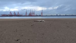 VIDEO Šetao plažom, pa ugledao veliko morsko stvorenje: "Što je ovo?"