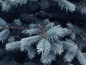 "Čistoća" Rijeka: "Božićna drvca ne bacajte s ostalim otpadom!