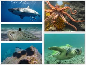 DONOSIMO Objavljen je popis naziva riba i/ili drugih morskih organizama te popis osjetljivih vrsta