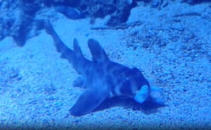 ROGATI MORSKI PAS Ovu vrstu od sad možete vidjeti i kod nas!