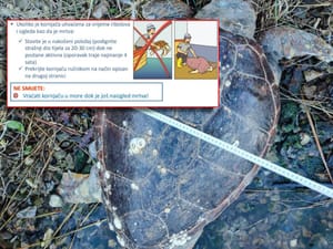 TUŽAN PRIZOR U ŠIBENSKOM ZALJEVU Pronađena uginula glavata želva