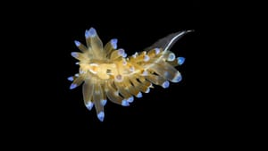 FOTO U Vinkuranskoj vali, tijekom istraživanja, studenti pronašli jedinku puža stražnjoškržnjaka