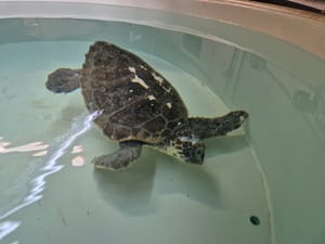 Lijepe vijesti iz pulskog oporavilišta - Glavata želva Čiko odlično se oporavlja