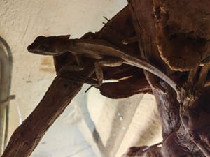 U pulski akvarij stigao novi zanimljivi egzotični stanovnik