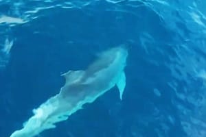 Dupini se razigrali ispred ribarskog broda kod Umaga