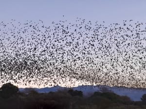 JATO ČVORAKA ODLUČILO OSTATI Ptice selice prvi put na Pagu prezimile!