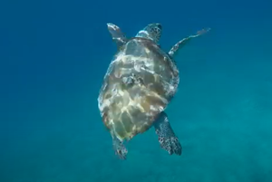 VRATILI SU JE U MORE Savjesni ribari kod Molata u more su vratili glavatu želvu i dvije raže