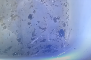 Ova ribica veličine ljudskog prsta proizvodi zvuk glasan kao pucanj iz pištolja!