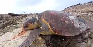STRAVIČNI PRIZORI Na plaži Dugog otoka pronađeno 12 uginulih glavatih želvi!