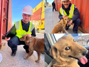 Inspektori u luci čuli su grebanje iz kontejnera - Uplašena kujica spašena nakon tjedan dana
