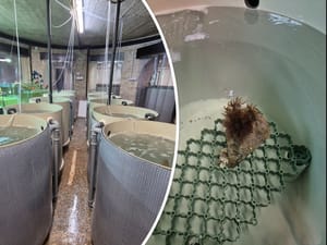 Stručnjaci pulskog Aquariuma pokušat će s plemenitim periskama nešto, što još nikome nije uspjelo