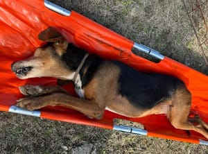 Plemeniti komunalci i vatrogasci u Privlaci spasili psa kojem je šipka probila nogu