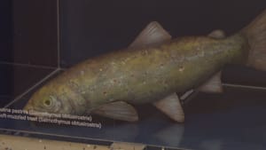 U Jadru i Vrljici započinje obnova staništa i populacije mekousne pastrve