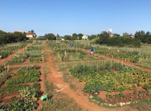 "Gradski vrtovi" - Projekt Grada Umaga za sugrađane koji nemaju vlastiti vrt ili okućnicu