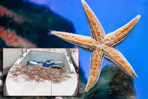 ZVJEZDAČE Proždrljiva vrsta na koju ribari (ne želeći to) često nabasaju