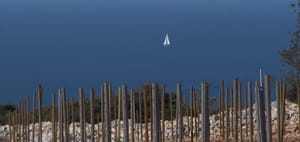 Obitelj iz Kanade na Šolti sadi 20 hektara vinograda autohtonih sorti