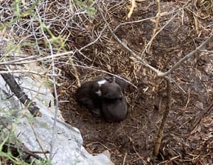 U šetnji kod Bakra naišao na dva medvjedića i njihovu mamu: "Mala šetnjica se u trenu pretvori u dramu!"