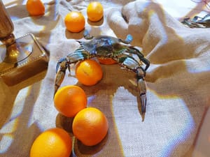 Invazivnu vrstu plavog raka, inače gastronomsku deliciju, potrebno je promovirati te uvrstiti na menije restorana i hotela