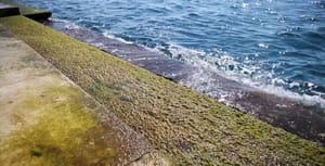 Alge prekrile kamen na Morskim orguljama u Zadru