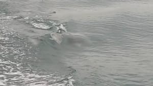 JURILI ZA KATAMARANOM Igra četiri dupina u kanalu Svetog Ante