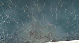 Fekalije čitavih splitskih kvartova preplavile more ispred Vranjica!