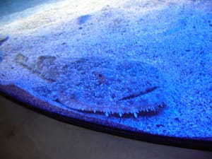 VIDEO Grdobina po prvi put uspješno prilagođena životu u akvariju