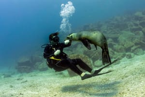 Tuljan napao i ugrizao više ronioca