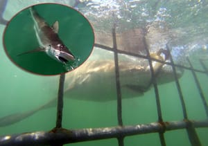 FOTO/VIDEO Šibenčanin u kavezu pored morskih pasa: "Doslovno su desetak cm od vas!"