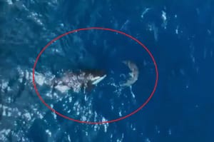 ZAPANJUJUĆI VIDEO Kit ubojica u nekoliko sekundi usmrtio veliku bijelu psinu - Znanstvenici: "Ovo sve mijenja!"