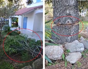 Lošinjanin upozoravao na devastaciju pa mu popilali sva stabla u dvorištu i zaprijetili: "Ne prestaneš li, eliminirat ćemo tebe i obitelj!"