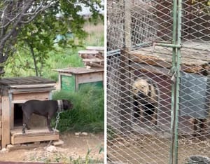 IMAMO SNIMKU Pogledajte u kakvim uvjetima splitski psihijatar drži zatočene pse i vukove!