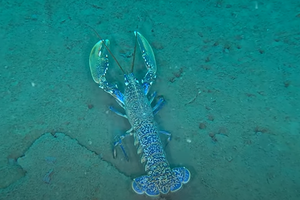 VIDEO Uživajte u podmorskoj šetnjici njegovog veličanstva hlapa!