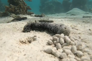 Trpovi spašavaju koralje diljem svijeta - a sve ih je manje!