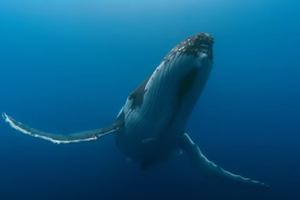 Grbavi kitovi u velikoj su opasnosti zbog klimatskih promjena