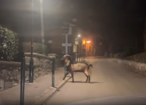 VIDEO Odbjegli jarac tumara Rovinjem!