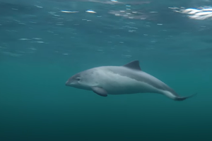 Ove morske životinje vode jedan od najtežih života!