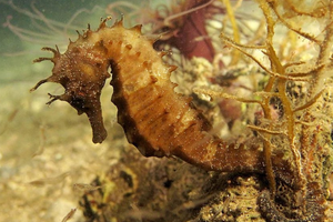 U Zadru se održava edukacija za ribare i ribolovce 
- "Prepoznavanje i postupanje s osjetljivim morskim vrstama"!