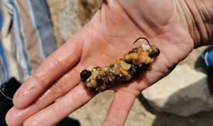 Nemojte škrtariti kod postavljanja i odabira veličine ješke!