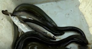 Ekosustavu delte Neretve prijete nove invazivne vrste